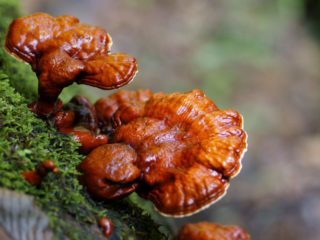 Lakattu polypori (Reishi-sieni, Ganoderma): lääkinnälliset ominaisuudet ja vasta-aiheet, valokuva ja kuvaus, lääkärin arvostelut onkologiassa
