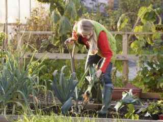 Florist månkalender för september 2019: inomhus växter och blommor