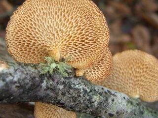 Solupolypori (alveolaarinen, solupolyporus): kuva ja kuvaus