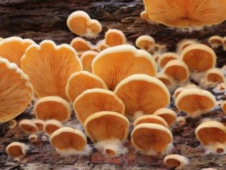 Oranssi osterisieni: kuva ja kuvaus sienestä
