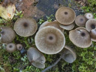 Omphalina taurė (arrenijos taurė): nuotrauka ir aprašymas