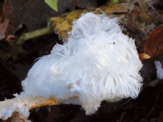 Ledus mati: sēnes foto un apraksts