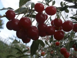 Rūķu ķiršu ziemas granātābols: šķirnes apraksts, atsauksmes, fotogrāfijas