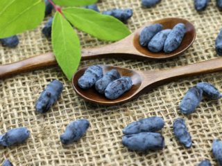 Kāpēc sausserdis ir noderīgs sievietes, vīrieša un bērna ķermenim