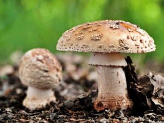 Amanitos perlas: nuotrauka ir aprašymas