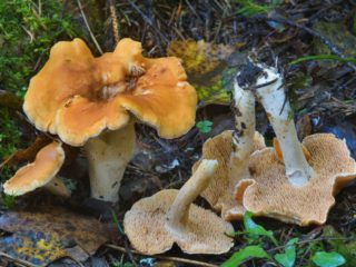 Hericium punertavan keltainen (inkivääri): kuva ja kuvaus, lääkinnälliset ominaisuudet
