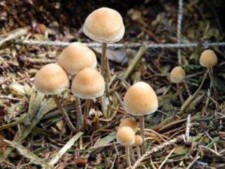 Gifoloma ribojasi: aprašymas ir nuotrauka