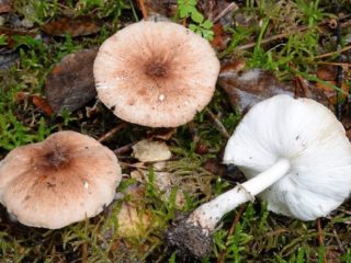 Pilāta Belonavozņiks: kur tas aug un kā tas izskatās