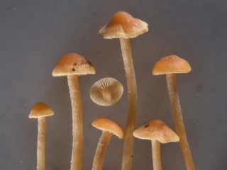 Gifoloma pailga (ilgakojė netikra varlė): nuotrauka ir aprašymas