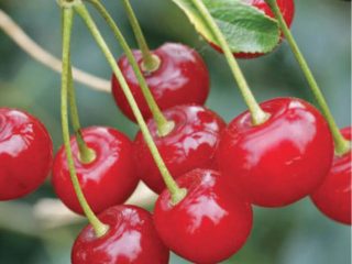 Cherry Zhelannaya: beskrivelse av sorten, bilder, anmeldelser, pollinatorer