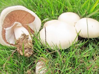 Champignon ja sen vaaralliset vastineet: nimi, valokuva ja kuvaus vääristä ja myrkyllisistä sienistä