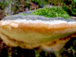 Viltus (ozolkoka) tinder sēne: foto un apraksts, atšķirība no reālā, ietekme uz koku