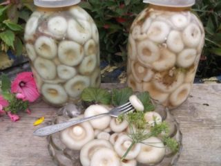 Kā mājās marinēt baltās piena sēnes ziemai: receptes ar fotogrāfijām