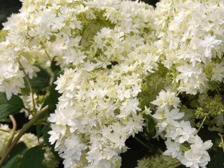 Pokok Hydrangea Hayes Starburst: penanaman dan penjagaan, foto, ulasan