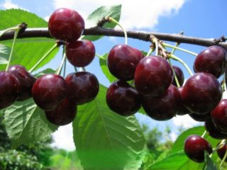Duke (sweet cherry, VCG) Miracle cherry: egenskaper och beskrivning av sorten, trädstorlek, pollinerare, frostbeständighet