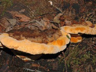 Kvapusis Gleophyllum: nuotrauka ir aprašymas
