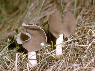 Elastīgā lāpstiņa: apraksts un foto