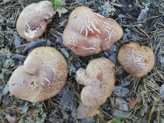 Valkojalkainen Hericium (sileä): kuva ja kuvaus