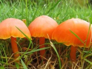 Oak hygrocybe: การกินได้คำอธิบายและรูปถ่าย