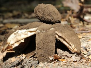 Juodagalvis žvaigždynas (Geastrum juodagalvis): nuotrauka ir aprašymas