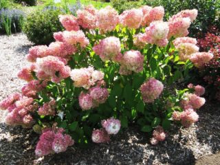 Hydrangea paniculata Magic Sweet Summer: penerangan, foto dan ulasan