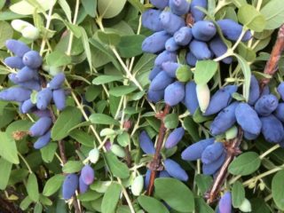 Honeysuckle tumbuh dengan teruk: apa yang harus dilakukan, penyebab masalah biasa