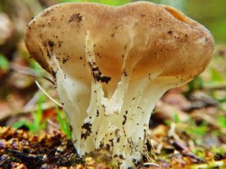 Scooper vane: apraksts un foto