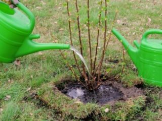 Plante kaprifol om våren med frøplanter: trinnvise instruksjoner