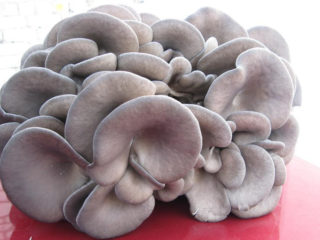 Vai austeru sēnes ir iespējams ēst neapstrādātas