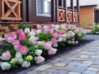 Hydrangea paniculata Magic Fire: sodinimas ir priežiūra, nuotraukos, apžvalgos