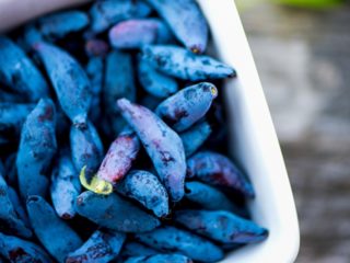 Varieti honeysuckle Violet: penerangan, foto dan ulasan