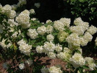 Hydrangea paniculata Silver Dollar: beskrivelse, bilder og anmeldelser