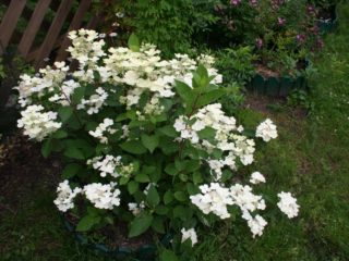 Hydrangea paniculata Erly Senseishen: plantning og pleje, fotos, anmeldelser