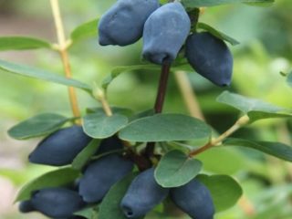 Honeysuckle untuk wilayah Leningrad: varieti dan ciri penanaman