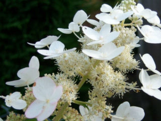 Hydrangea paniculata Levana: plantning og pleje, reproduktion, anmeldelser