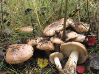 Naktsmītnes ziemai: ēdienu gatavošanas receptes ar eļļu un ķiplokiem, fotogrāfijas, video