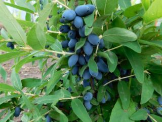 Honeysuckle variety Sorceress: ulasan, penanaman dan penjagaan, penyerbuk, gambar
