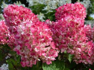 Hortensia paniculata Pink Diamond: kuvaus ja valokuvia, arvosteluja