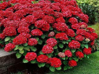 Hydrangea Hot Red: penerangan, penanaman dan penjagaan, ulasan