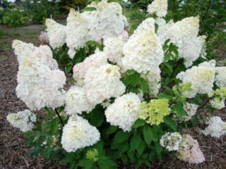 Hortensia Paniculata Great Star: istutus ja hoito, karsiminen, valokuvat, arvostelut