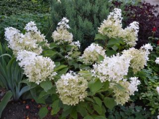 Hydrangea Dolly: descrizione e foto, semina, cura, recensioni