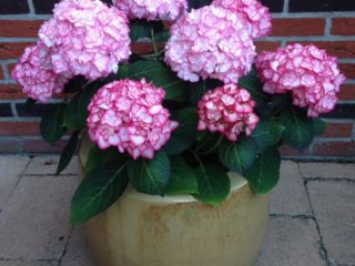 Hydrangea Miss Saori: arvostelut, kuvaus, valokuvia