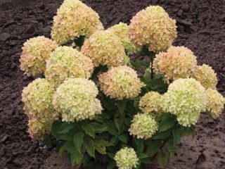 Hydrangea paniculata Little Lime: penanaman dan penjagaan, pembiakan, gambar dan video