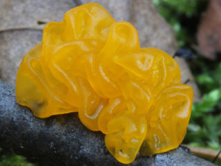 Apelsīnu drebu sēne: foto un apraksts, noderīgas īpašības