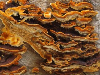 Intake gleophyllum (saanti-polypore): kuva ja kuvaus