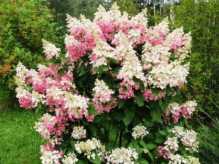 Hortensia paniculata Confetti: istutus ja hoito, valokuvat, arvostelut