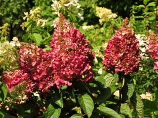 Hydrangea paniculata Mega Mindy: semina e cura, foto, recensioni