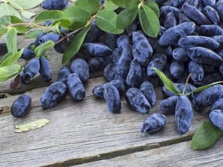 Kaprifol i Sibir: hvordan du planter riktig om våren og høsten, de beste variantene
