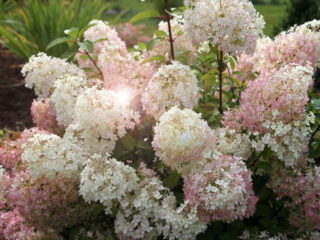 Hydrangea paniculata Bobo: foto, descrizione, semina e cura, recensioni