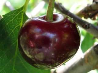 Cherry Brunetka: šķirnes apraksts, fotogrāfijas, Recenzijas, apputeksnētāji